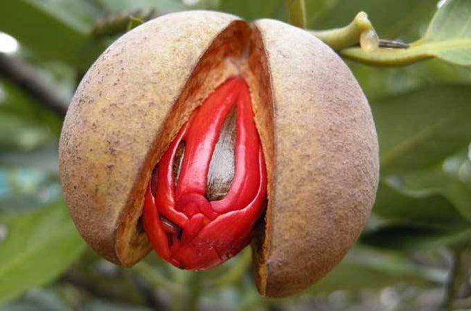 Dried Nutmeg Beans 25g