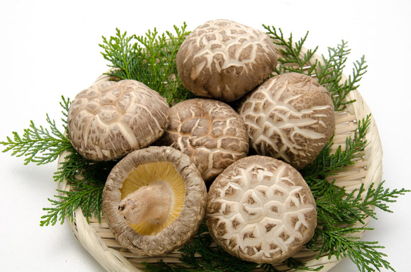 Shiitake-Pilz/Shiitake-Pilz 50g