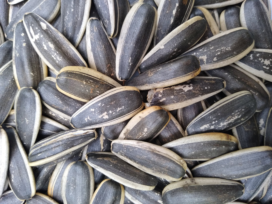 Sunflower seeds w. butter flav. 150g