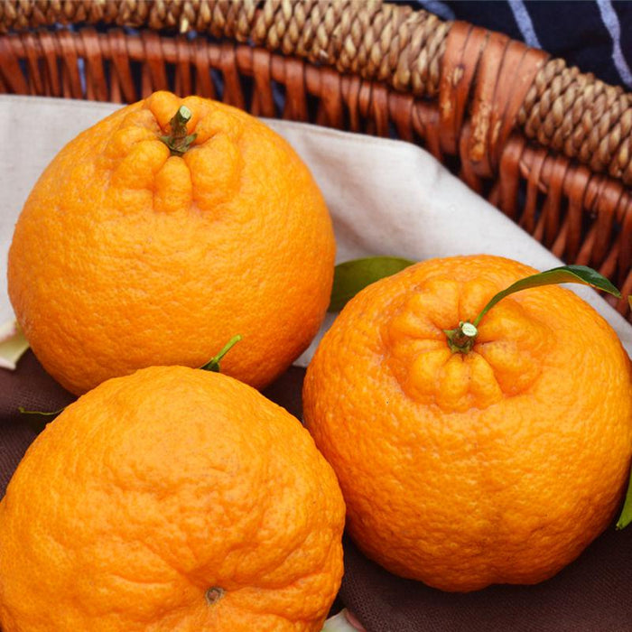 新鲜中国丑橘 ca.1kg